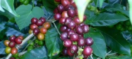 finca cafetera el balcon